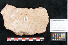 Foto (Objekt + Etikett) von Sequoia hardtii Endl. (NHMW-GEO-2024-0188-8253)